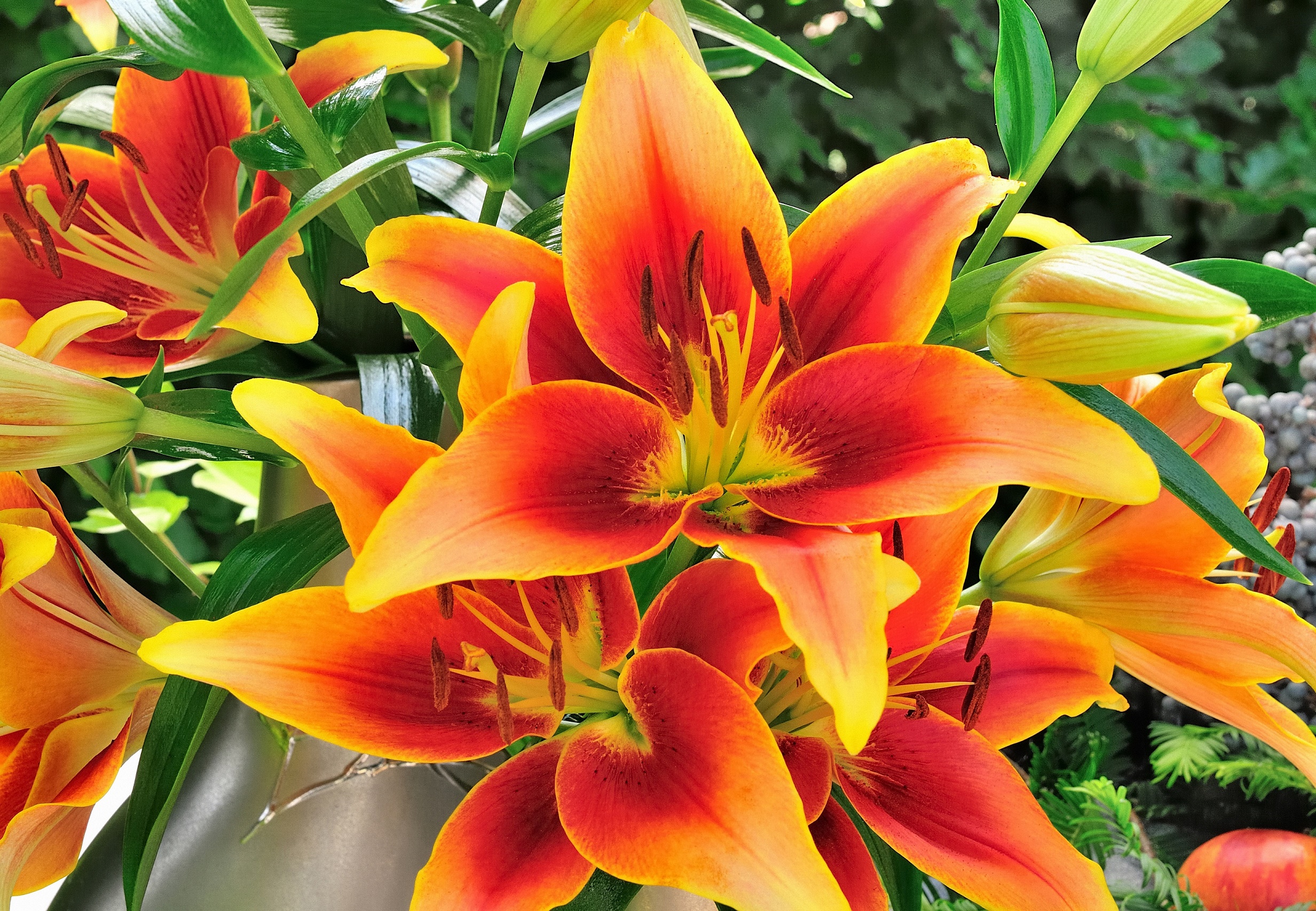 Plant Lilies for a Summer Garden of Elegant and Fragrant Blooms