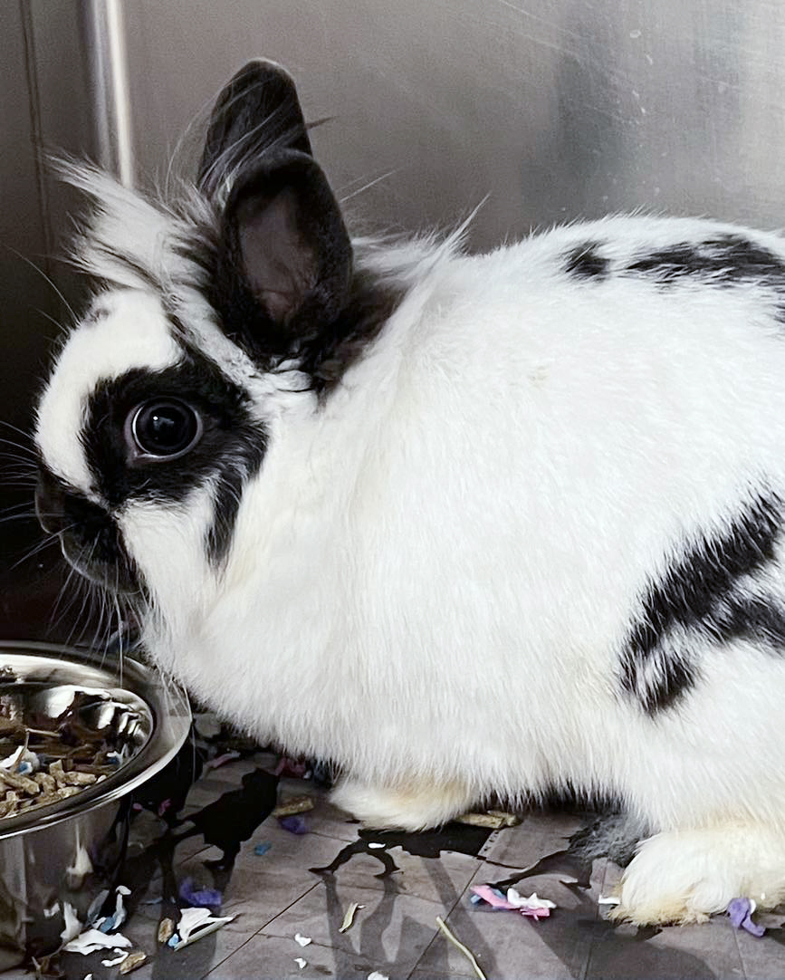 Pets of the Month February 2026